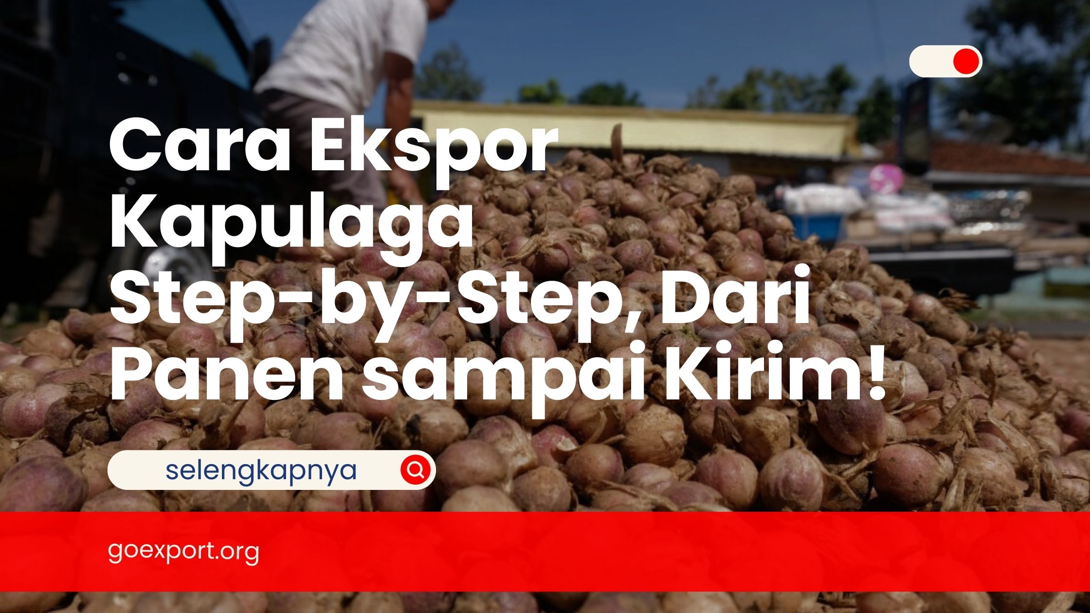 Cara Ekspor Kapulaga Step-by-Step, Dari Panen sampai Kirim!