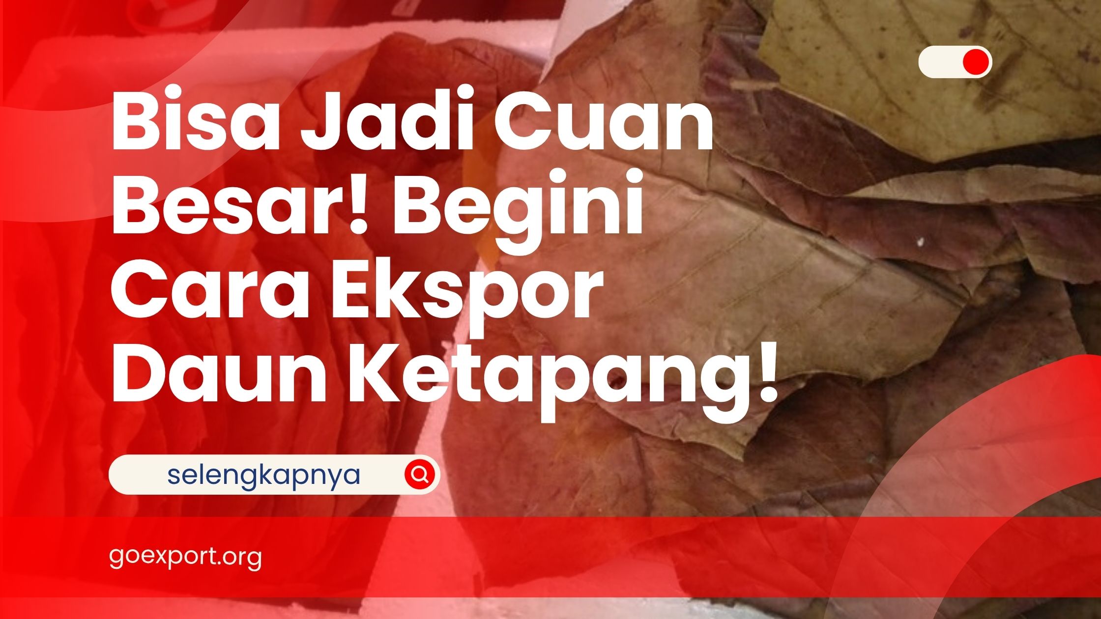 Bisa Jadi Cuan Besar! Begini Cara Ekspor Daun Ketapang!